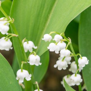 Convallaria majalis 'Rosea' - Lily-of-the-Valley - Brent & Becky's