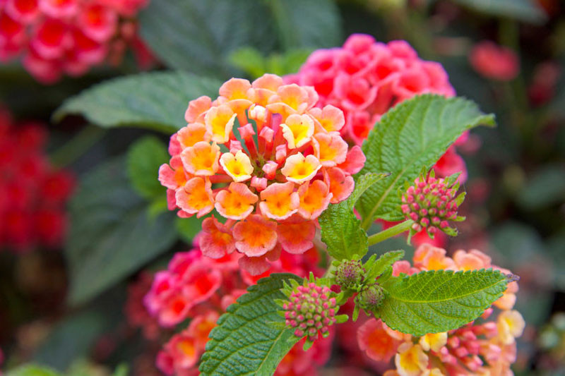 Native Plant Alternatives to Lantana camara (Largeleaf Lantana)