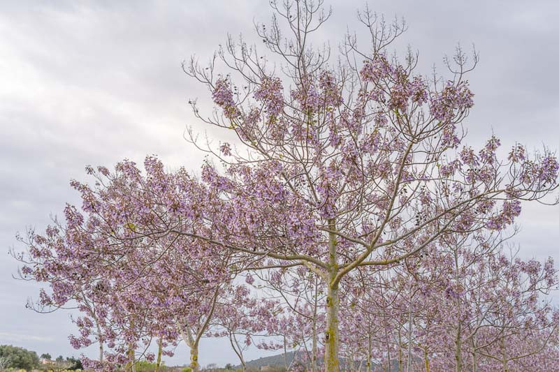 Paulownia tomentosa (Princess tree, Foxglove Tree)