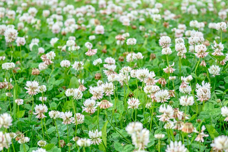 Native Plant Alternatives to Trifolium repens (White Clover)