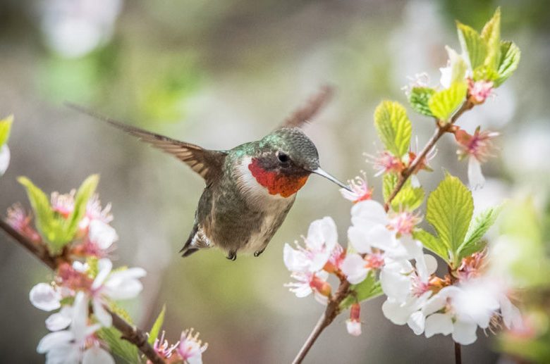Native Plants that Attract Hummingbirds in Virginia's Capital Region