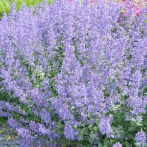 Nepeta x faassenii 'Purrsian Blue' - Herbe à chat vivace de jardin sec