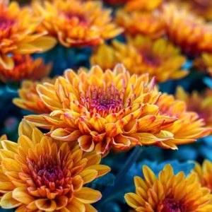 Garden Mum (Chrysanthemum × morifolium): All You Need To Know