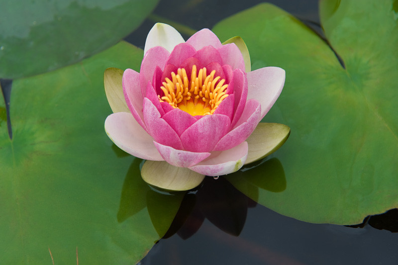 Nymphaea 'Masaniello' (Hardy Water Lily)