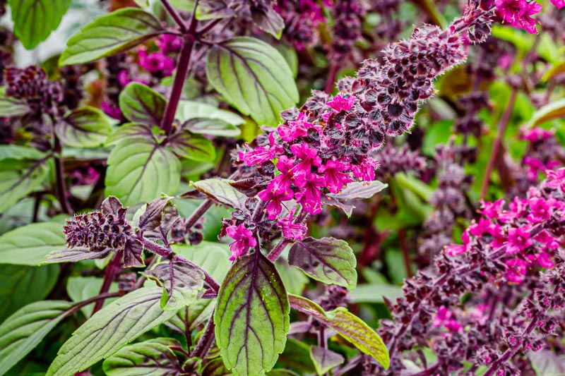 Ocimum African Blue African Blue Basil