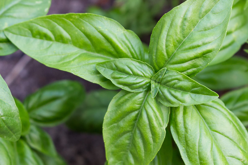 Ocimum basilicum Genovese Sweet Basil