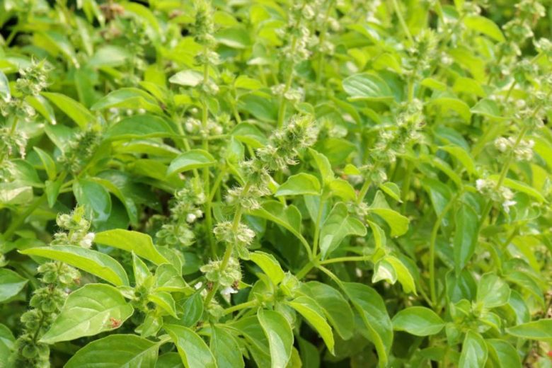 Ocimum basilicum 'Lemon' (Lemon Basil)