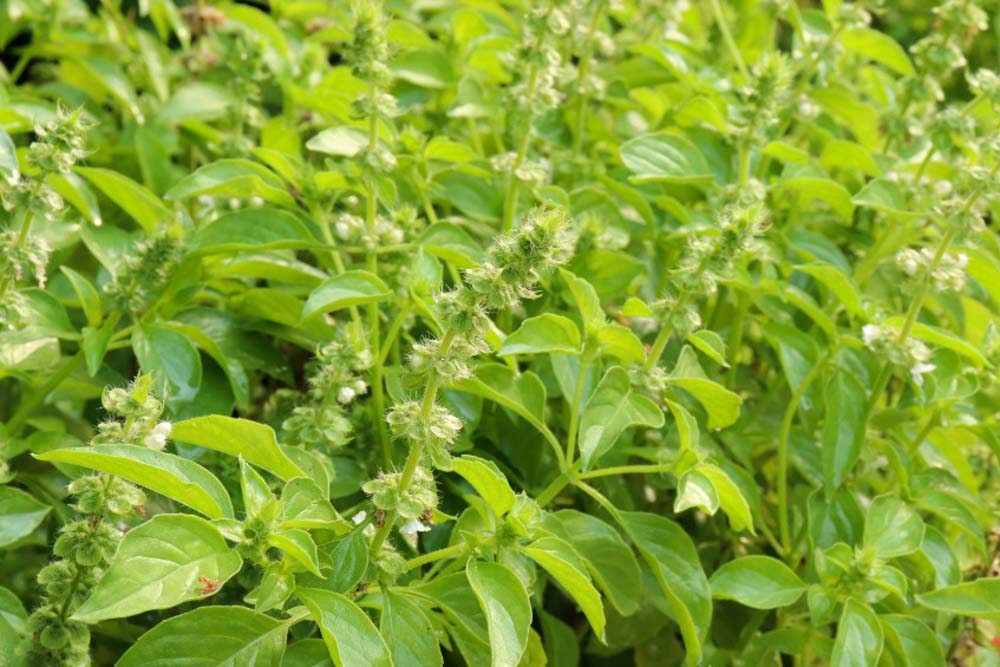 Ocimum basilicum Lemon Lemon Basil