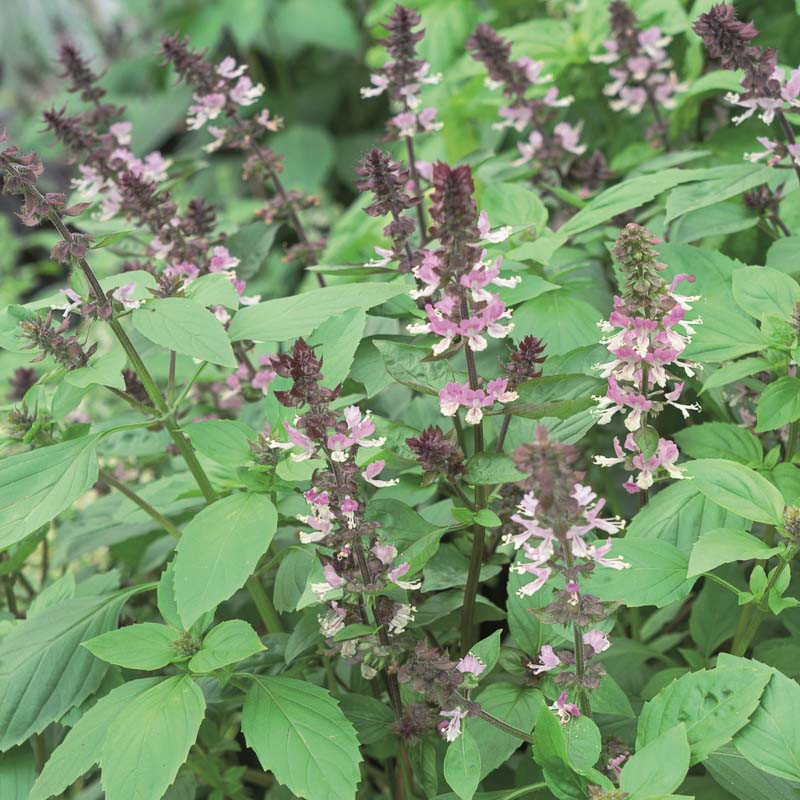 Ocimum basilicum Persian Persian Basil