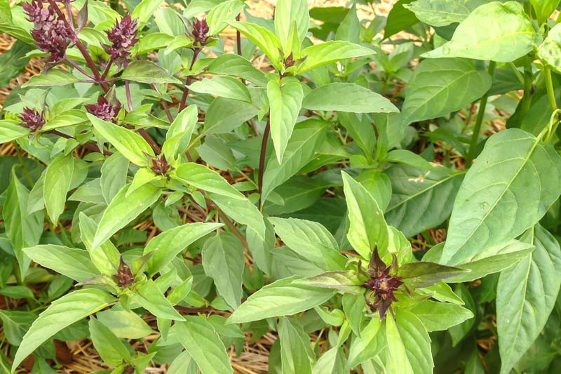 Ocimum basilicum Siam Queen Thai Basil