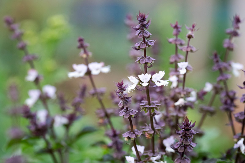 Ocimum sanctum Holy Basil