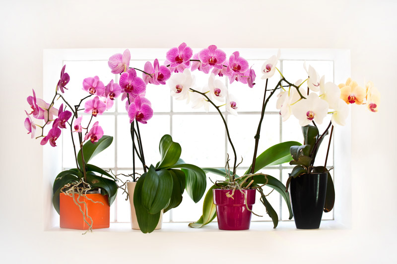 Top tips for orchid success, Indoor plants