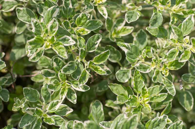 Origanum vulgare 'Country Cream' (Oregano)