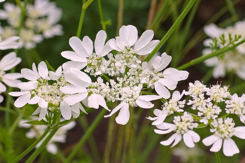 How to Grow and Care for White Lace Flower
