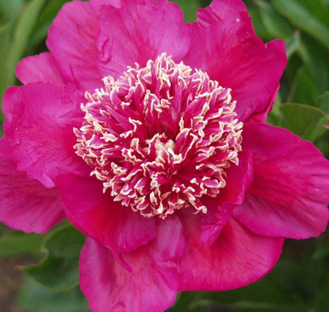 Pink Peonies per Blooming Season