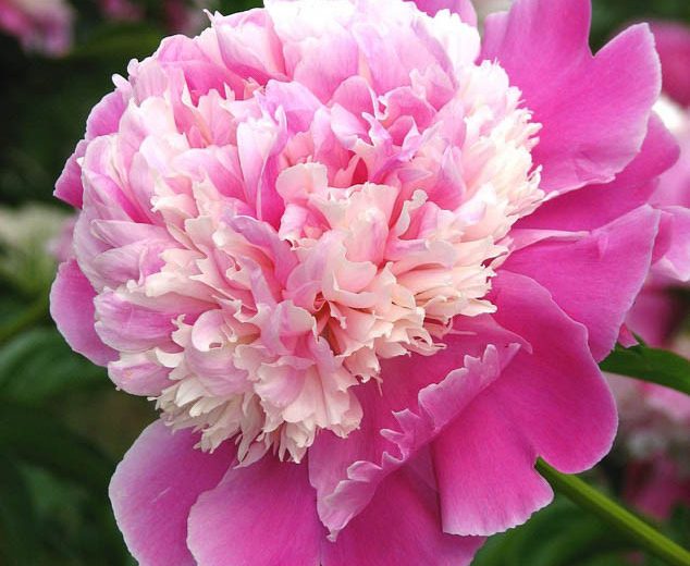 Paeonia lactiflora 'Cora Stubbs' (Peony)