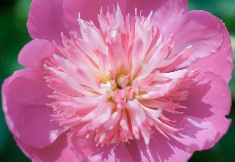 Pink Peonies per Blooming Season