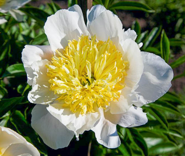 Peony (Paeonia lactiflora 'Neon') in the Peonies Database 