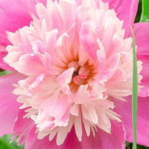 Paeonia lactiflora 'Pink Parfait' (Peony)