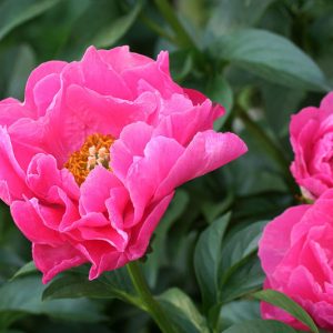 Pink Peonies per Blooming Season