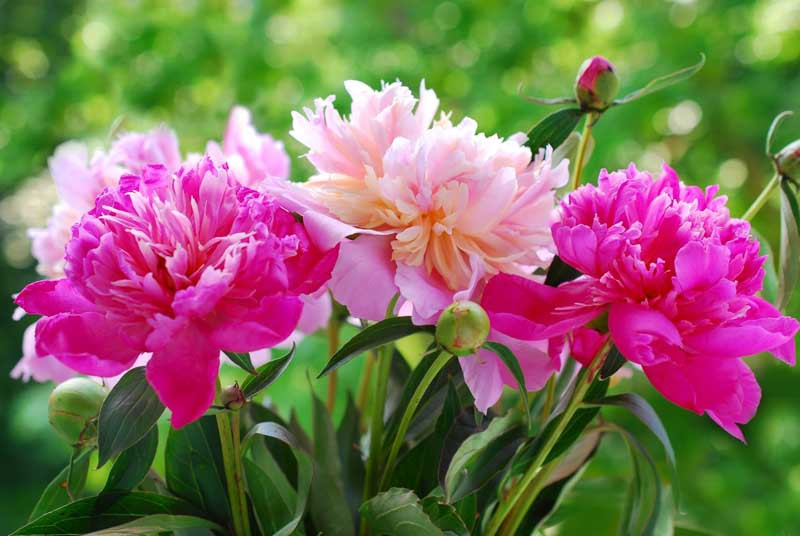 Peonies that Do Not Require Staking