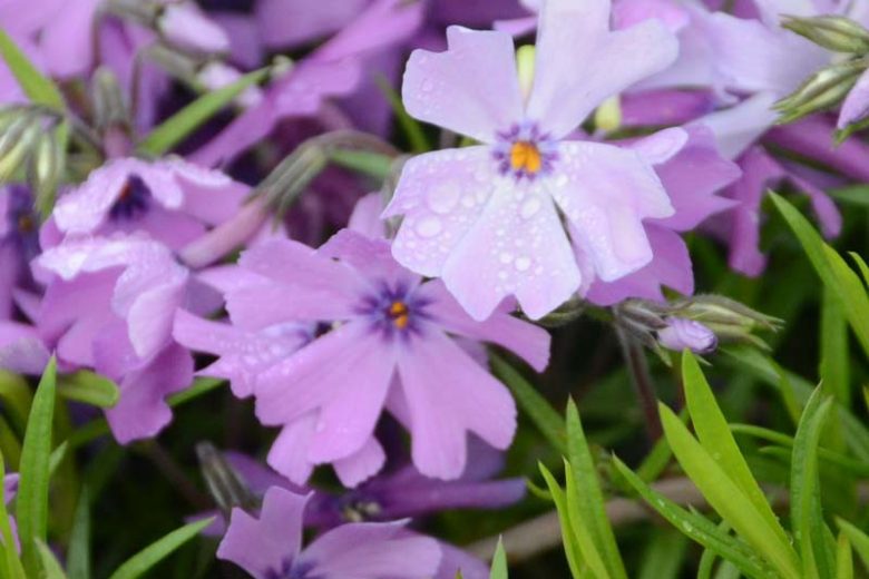 Phlox subulata 'Purple Beauty' (Creeping Phlox)