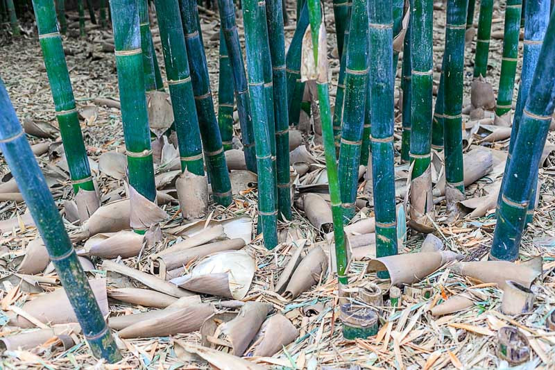 Phyllostachys aureosulcata f. spectabilis (Showy Yellow Grove Bamboo)