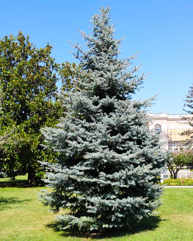 Blue Spruce Tree picea Pungens Glauca Seeds -  Canada