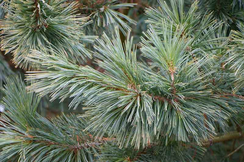 Pinus strobiformis (Southwestern White Pine, Border Pine, Chihuahua Wh –  MySeedsCo