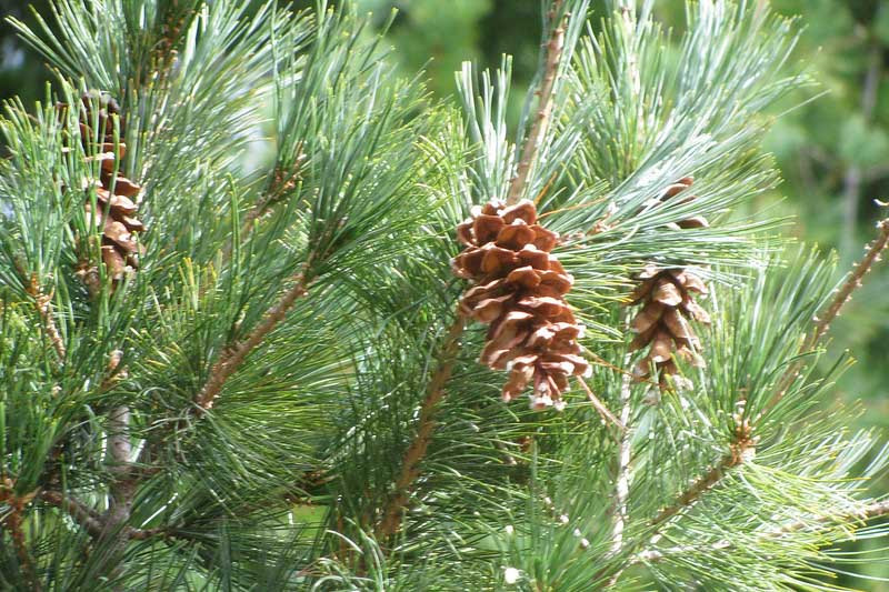 maines state tree white pine