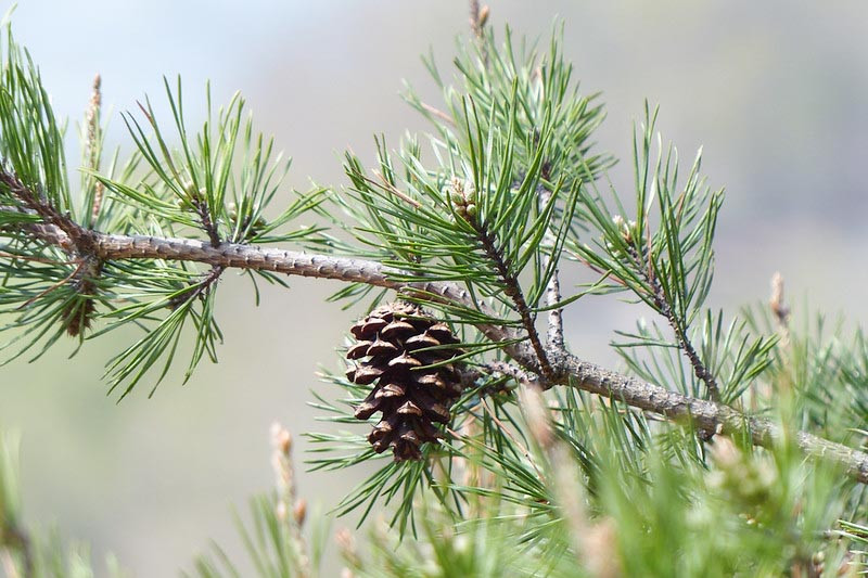 Pinus Virginiana Virginia Pine