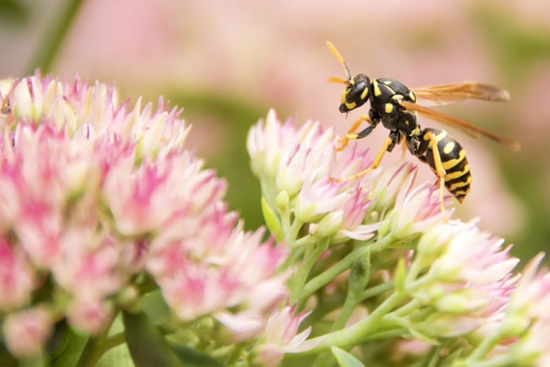 Plants and Flowers that Repel Yellow Jackets and Wasps