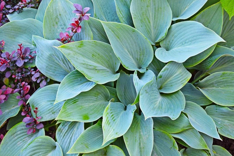 Striking Blue Hostas for Gardens and Containers