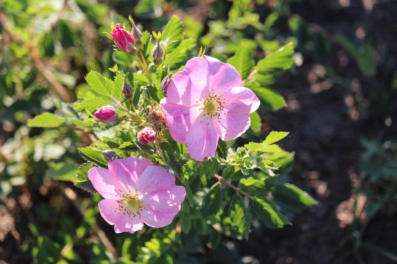 Roses native to north deals america