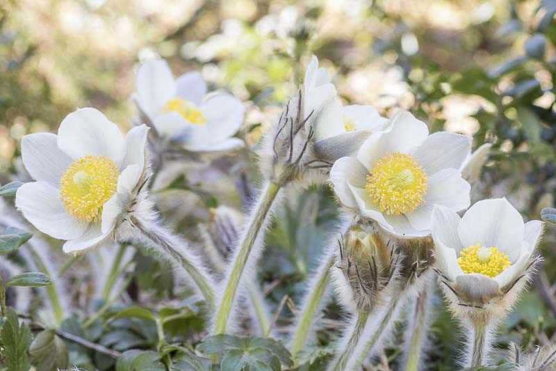 Pulsatilla vernalis (Lady of the Snows)