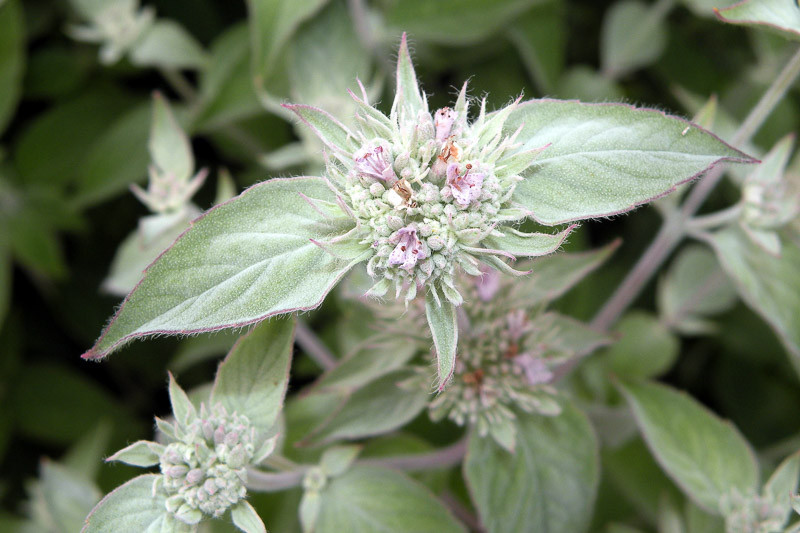 Buy Hoary Silver Leaf Mountain Mint, FREE SHIPPING