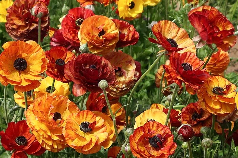 Ranunculus Asiaticus 'Tecolote Café' (Persian Buttercup)