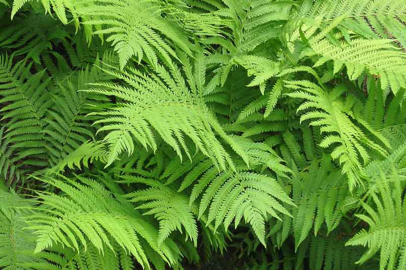 Recommended Native Ferns for Northern Virginia