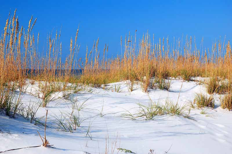 Recommended Native Grasses for South Florida