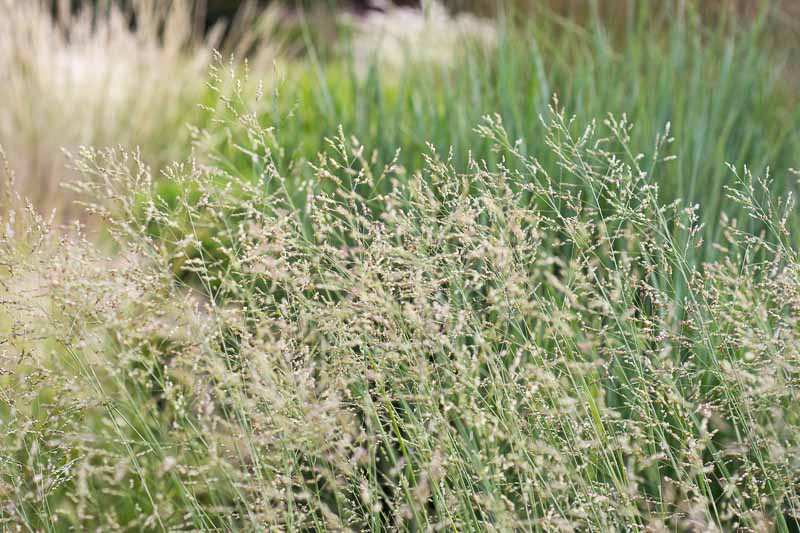 Recommended Native Grasses for Northern Virginia