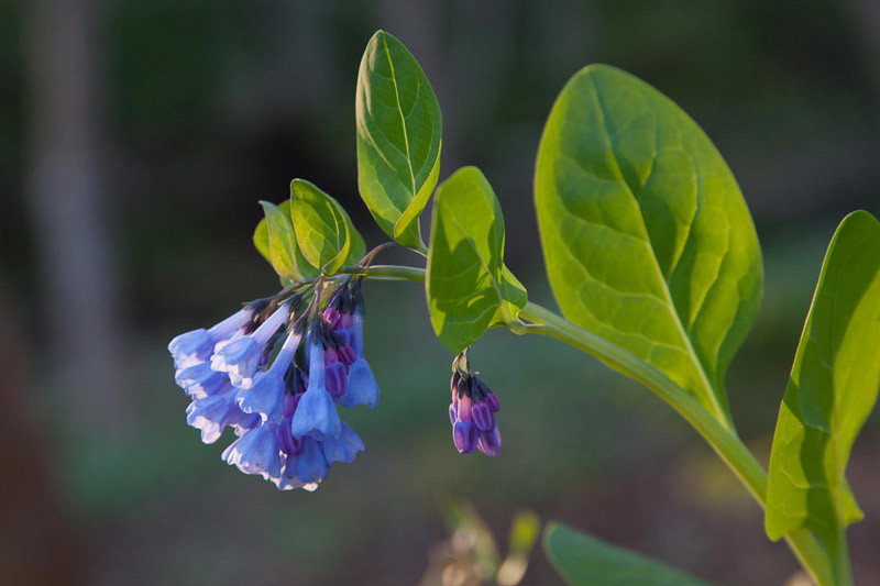 Native plants of northern deals virginia