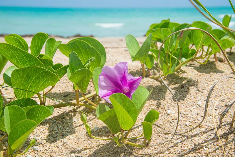 Nonflowering Climbing Vines