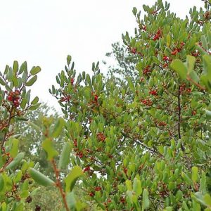 Rhamnus ilicifolia, Hollyleaf Redberry, Rhamnus crocea ilicifolia, Evergreen Shrub, red Berries,