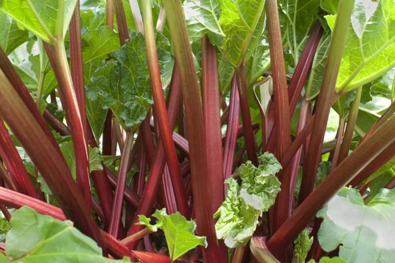 Rhubarb - Inspiration Farm