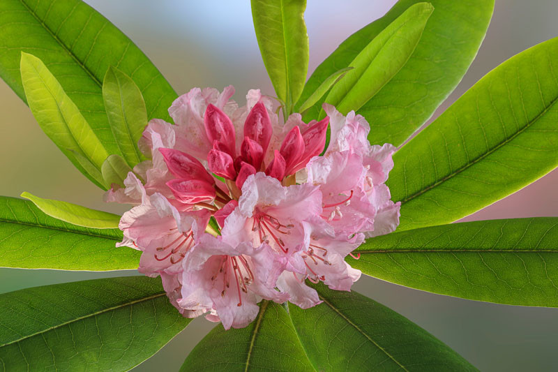 pacific rhododendron fruit