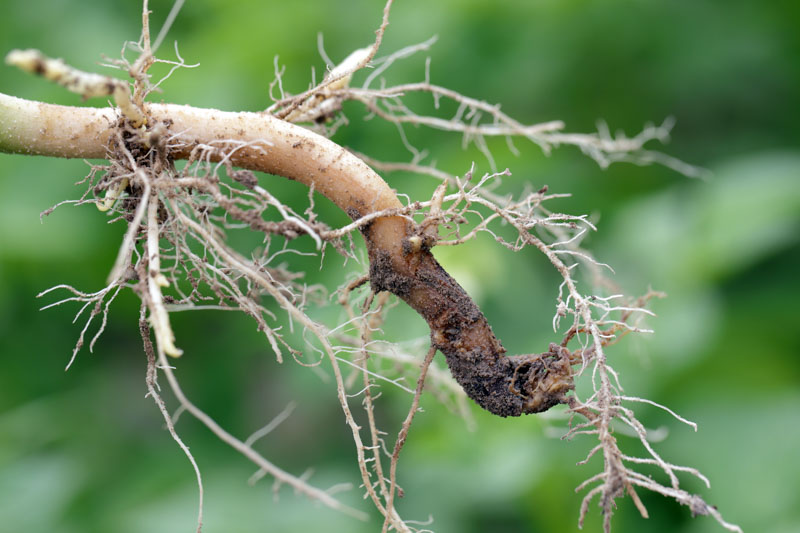 How to Fix Root Rot in Outdoor Plants Naturally: Expert Tips