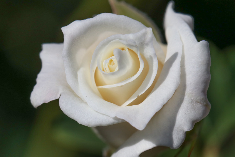 Pinkerbelle™ Hybrid Tea Rose