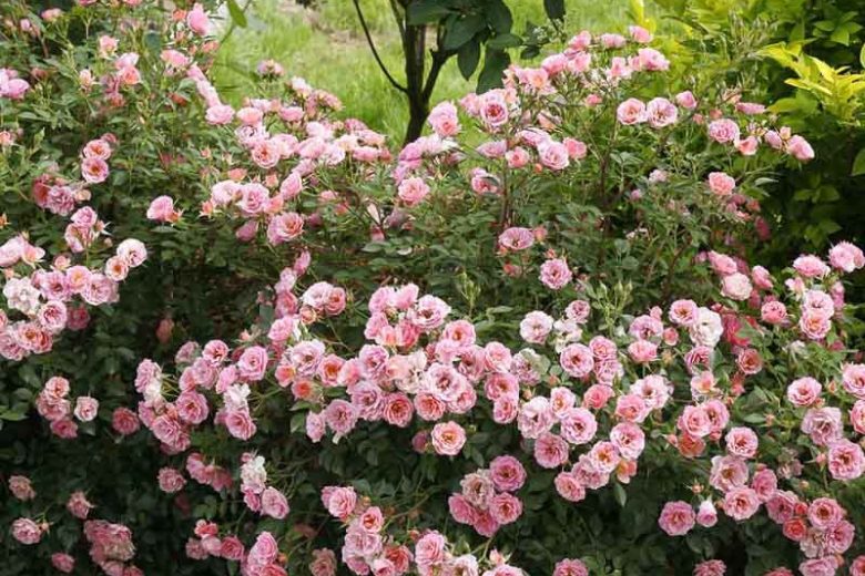 Rosa Oso Easy® Petit Pink (Groundcover Rose)
