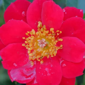 39 Best Red Roses to Grow in Your Garden