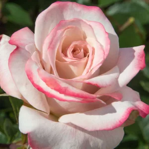Rosa 'Queen Elizabeth' - Wikipedia